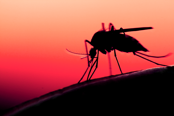 Genetically Modified Mosquitoes May Be Best Weapon for Curbing Disease Transmission