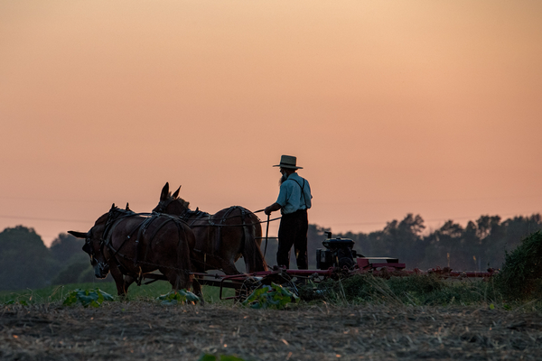 The Amish live simply, but don't confuse them with environmentalists