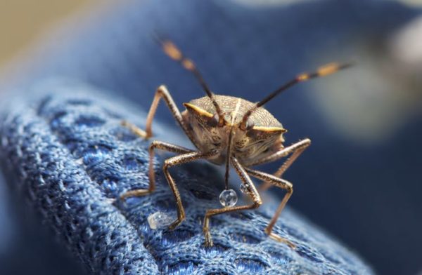 Why there may be thousands of stink bugs hiding under your sofa