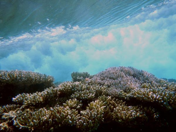 Coral reefs provide flood protection worth $1.8 billion every year – it's time to protect them