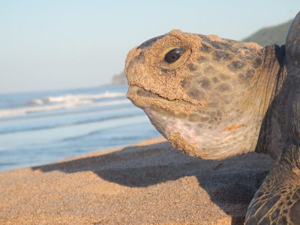 Sea turtle ‘hitchhikers’ could play an important role in conservation