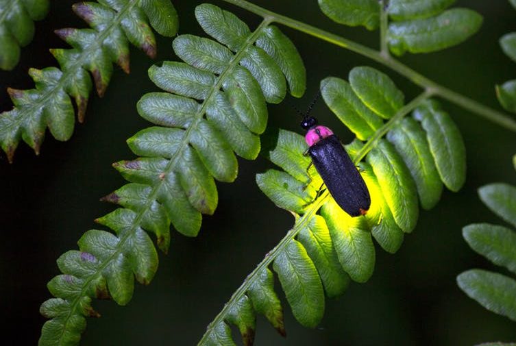 How fireflies glow and what signals they're sending CulturedPlus