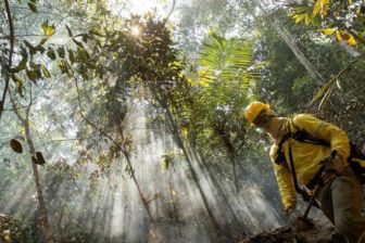 Amazon fires: eight ways you can help stop the rainforest burning