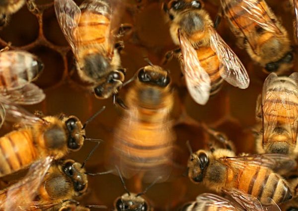 Unlocking secrets of the honeybee dance language – bees learn and culturally transmit their communication skills