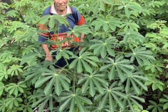 Cassava: The perilous past and promising future of a toxic but nourishing crop