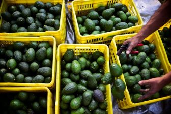 Avocados are a ‘green gold’ export for Mexico, but growing them is harming forests and waters