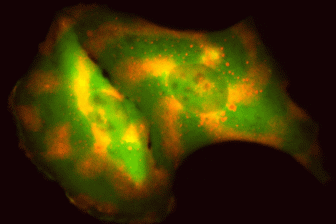 Engineering cells to broadcast their behavior can help scientists study their inner workings