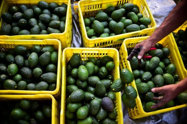 Avocados are a ‘green gold’ export for Mexico, but growing them is harming forests and waters