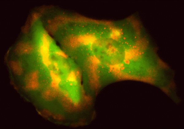 Engineering cells to broadcast their behavior can help scientists study their inner workings